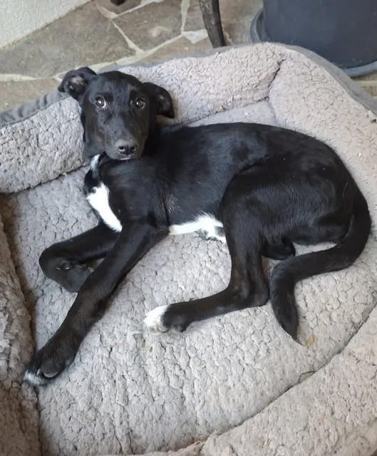 Welpe Porthos
Geschlecht:         Rüde
Geburtsdatum:    Jänner 2026
Rasse:                 Mischling
Gewicht:              ca. 9 kg
Kontakt:               0699/11287394

Porthos ist altersgemäß sehr verspielt und noch nicht stubenrein. Porthos ist schüchtern, sensibel, lernbegierig und zur Zeit eher ruhig und noch kein ein großer Kuschler.  Er mag andere Hunde sehr gerne . Porthos wird mittelgroß( da die Eltern unbekannt sind, können keine genaueren Angaben gemacht werden. 

Porthos sucht ein ruhiges Zuhause, bei Menschen, die mit ihm durch dick und dünn gehen.  | Foto: Pfotenhilfe Tulln