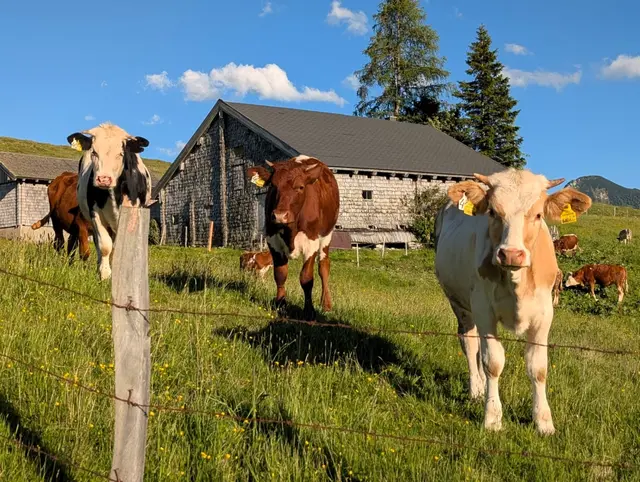 Zufriedene Gesichter: Auch den Kühen geht es auf der Alm ganz gut. | Foto: Gruber