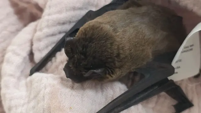 Ein Kleiner Abendsegler wurde nach einem Katzenangriff im Alpenzoo tierärztlich versorgt und mit intensivem Flugtraining auf die Rückkehr in die Natur vorbereitet. | Foto: Alpenzoo Innsbruck