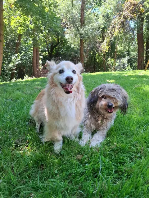 Zwei Hunde auf Wiese