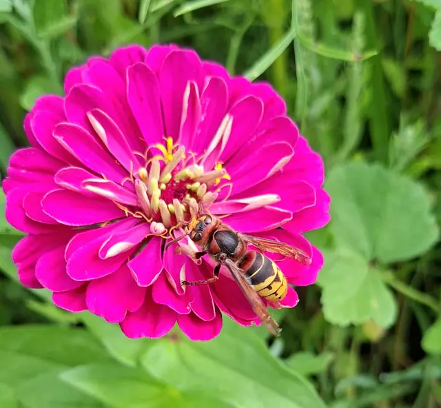 Foto: Kurt Nöhmer