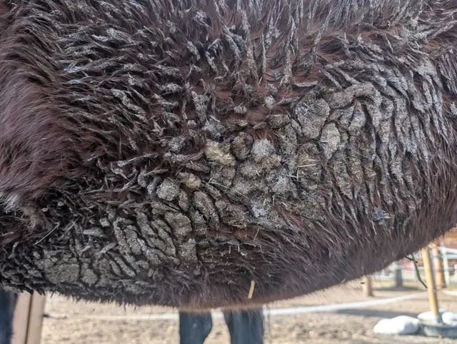 Das Fell war durch den Kot und den Schmutz ganz verfilzt | Foto: Österreichischer Tierschutzverein