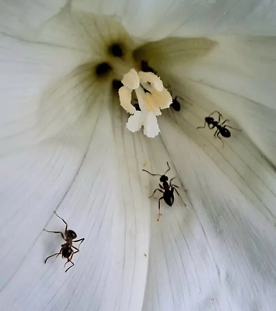 Foto: Kurt Nöhmer