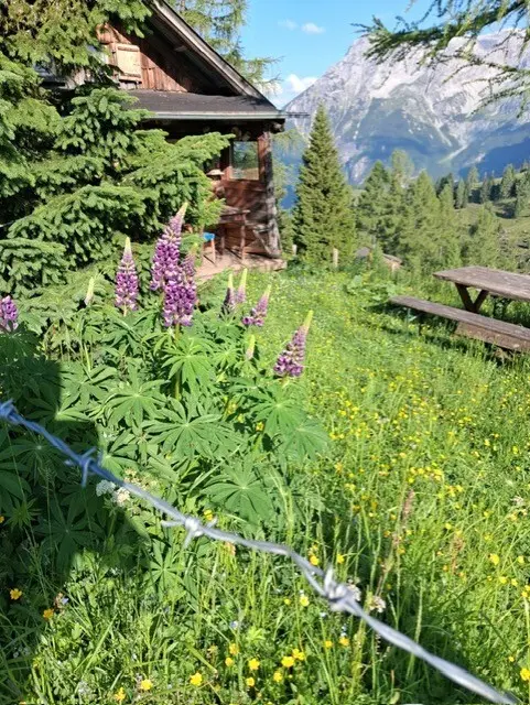 Die saftigen Almwiesen vor einer Hütte. | Foto: Christian Amtmann