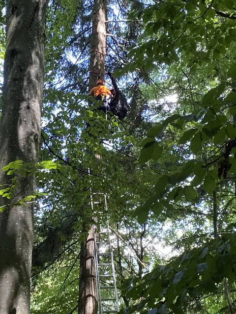 Ein Bergretter kletterte gesichert über die Feuerwehrleiter und anschließend noch einige Meter am Baum entlang nach oben, um den Verunglückten zu erreichen.  | Foto: Bergrettung Salzburg/Lajosch/Gnann