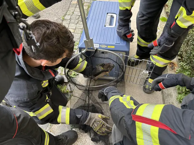 Tierischer Einsatz in Baden: Ein verletzter Turmfalke sorgte für einen Feuerwehreinsatz mit Happy End. | Foto: Freiwillige Feuerwehr Baden-Stadt
