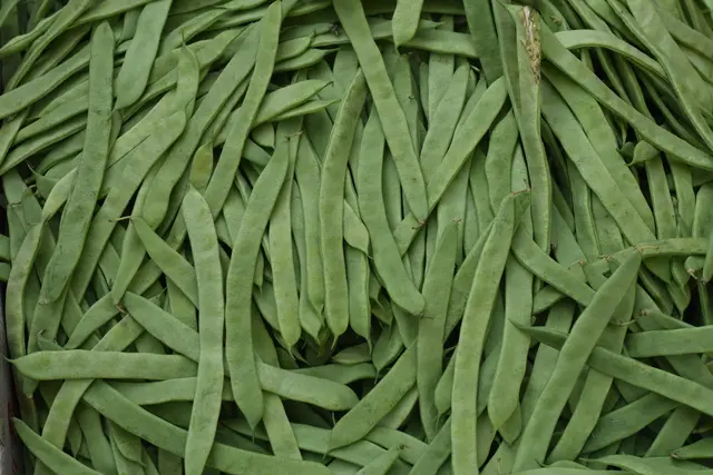 Die Fisolen-Saison nahm für einen Landwirt eine unerwartete Wendung.
 | Foto: Pexels (Symbolbild)
