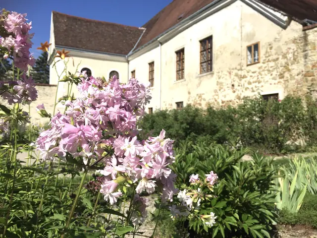 Zart duftet das schöne Seifenkraut neben vielen anderen Kräutern und Symbolpflanzen im Kaisergarten.  | Foto: Michaela Hörl