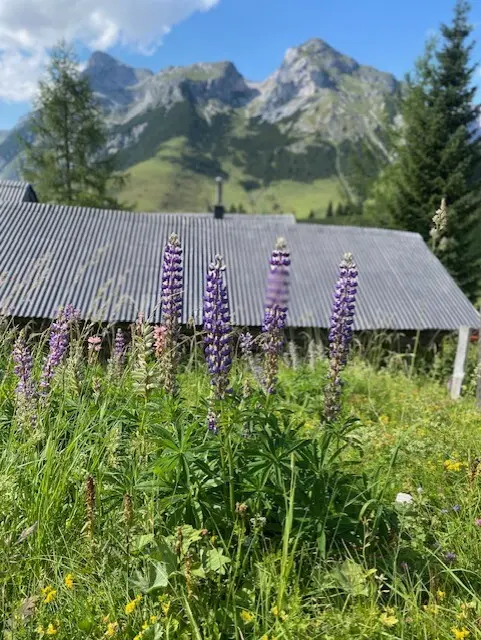 Die Natur von der schönsten Seite. | Foto: Christian Amtmann