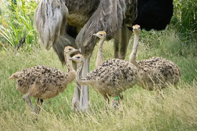 Im Tiergarten Schönbrunn gibt es erstmals Nachwuchs bei den Rothalsstraußen. | Foto: Daniel Zupanc