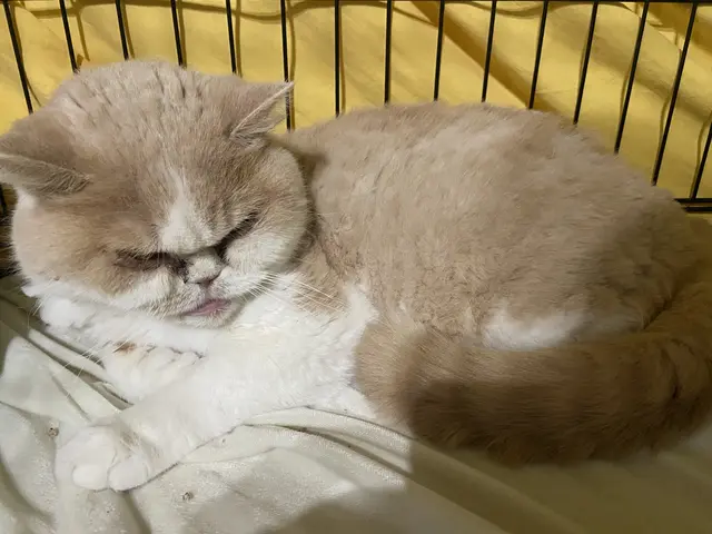 Zwei ältere Britisch-Kurzhaarkatzen wurden in einer Stoffbox aufgefunden.  | Foto: Tierseelenhoffnung
