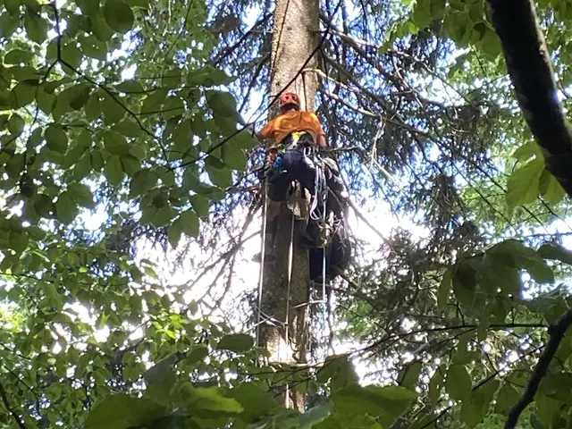 Am Fuß des Gaisbergs verfing sich ein Paragleiter-Pilot mit seinem Schirm in einem Baum. | Foto: Bergrettung Salzburg/Lajosch/Gnann