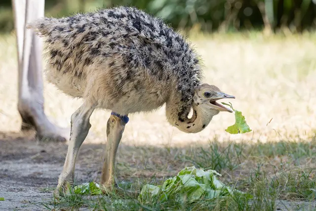 Die Jungtiere wachsen bis zu drei Zentimeter pro Tag. | Foto: Daniel Zupanc