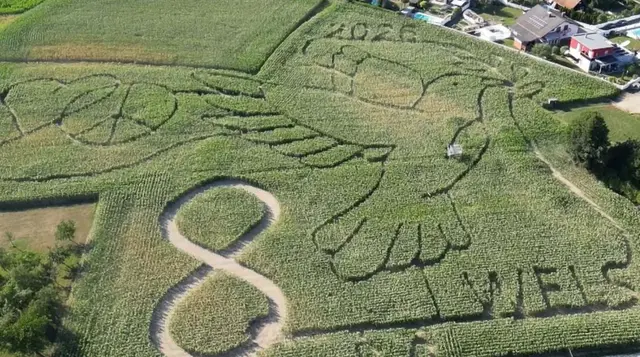Das riesige Maislabyrinth der Familie Kreuzmayr in Wels-Waidhausen steht heuer ganz im Zeichen des Friedens. | Foto: Kreuzmayr