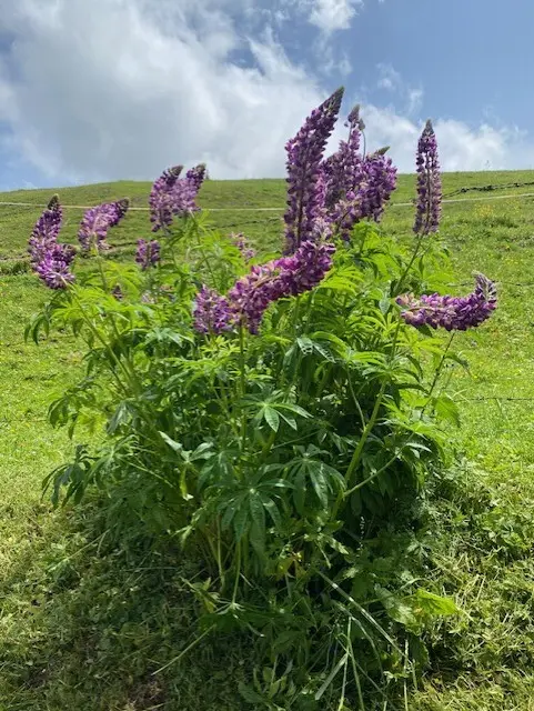 Die faszinierende Blumenwelt in den Bergen. | Foto: Christian Amtmann