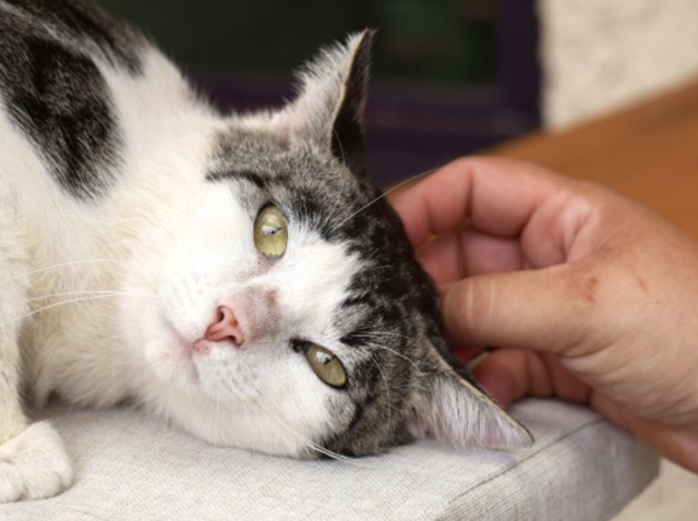 Finn ist verschmust und möchte gern ein Einzelprinz bleiben. | Foto: TSV St. Pölten