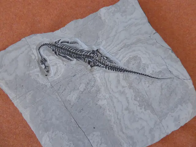 Perfekt erhaltener Schwimmsaurier aus dem Gitschtal, 240 Millionen Jahre alt | Foto: Geopark Karnische Alpen