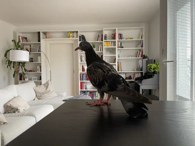 Die Taube besucht die Wohnung, als wäre sie hier seit Langem zu Hause. | Foto: zVg