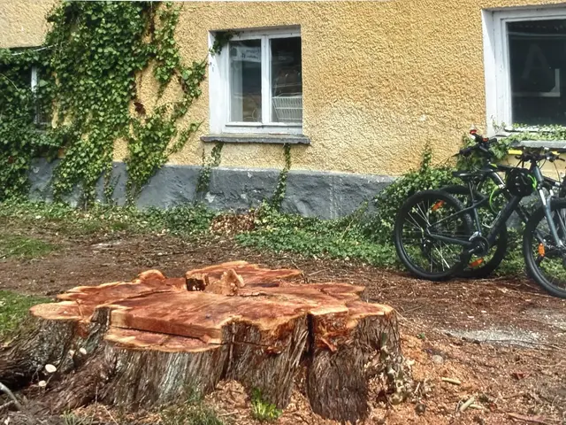 An die zwanzig Bäume, darunter ein Mammutbaum, wurden bereits gerodet.

 | Foto: Dammann