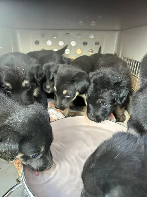 Acht Hundewelpen waren stundenlang ohne Wasser und Klimatisierung unterwegs. Eine Polizeikontrolle auf der A4 rettete die jungen Tiere in letzter Minute. | Foto: LPD NÖ/FGA