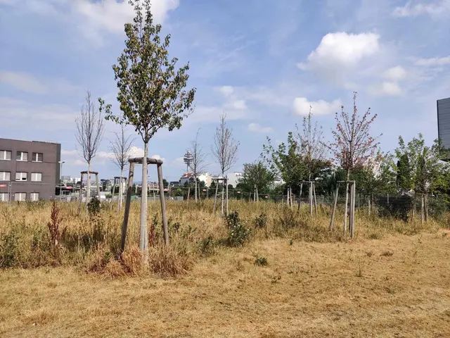 Mehrere Bäume im Tangentenpark sehen nicht glücklich aus. Sie leiden unter Hitzestress und zu wenig Niederschlägen. | Foto: Grüne Favoriten