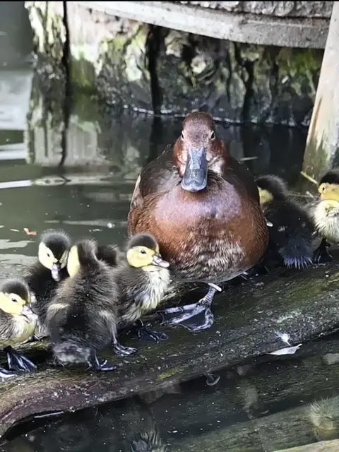 Sommerlicher Nachwuchs am Ententeich im Alpenzoo – die Moorenten haben zahlreiche Küken bekommen. | Foto: Alpenzoo/Fritz Schmidt