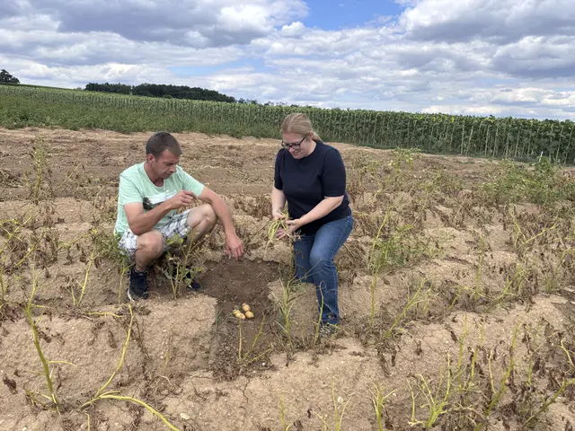 Landwirt Günther Mayer und Bezirksbäuerin Liane Bauer zeigen die dramatischen Auswirkungen der Dürre. | Foto: Alexandra Goll