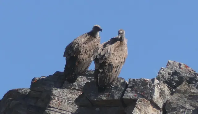 Im Stubaital hielten sich im vergangenen Sommer neben Bartgeiern ein ganzer Trupp Gänsegeier (Bild) und auch einige Mönchsgeier auf.
 | Foto: Martin Jordan