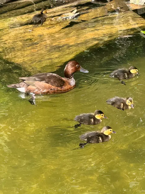 Gleich zwei Generationen junger Moorenten können derzeit im Alpenzoo beobachtet werden. | Foto: Alpenzoo/Fritz Schmidt