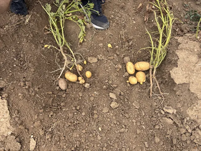Viele Kartoffeln bleiben so klein, dass sie bei der Ernte verloren gehen. | Foto: Alexandra Goll