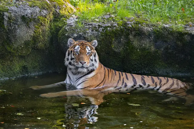 An heißen Tagen sitzen die Tiere im Zoo Schmiding nicht auf dem Trockenen, denn am Gelände gibt es viele Erfrischungsmöglichkeit. | Foto: Zoo Schmiding / Sterns