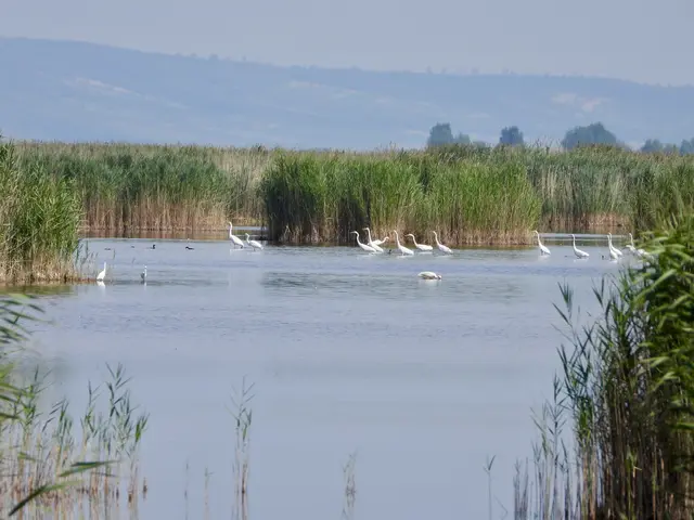 Silberreiherversammlung am Nachmitttag in Mörbisch