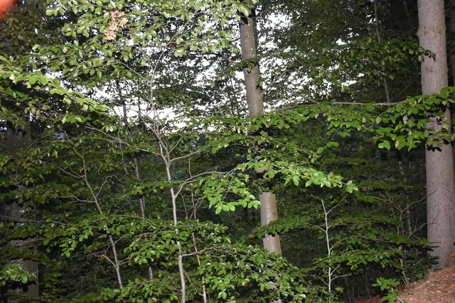 Foto: Zinterhof