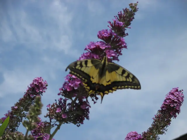 Gertrude Schachinger aus Baumgartenberg schickt "flügelleichte Grüße". | Foto: Gertrude Schachinger