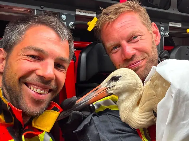 Alexander Pointner und Patrick Gruber mit dem verletzten Jungstorch im Feuerwehrauto.