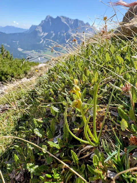 Die Zwergorchis vor dem monumentalen Felsblock des Wettersteingebirges. ©W. Kräutler