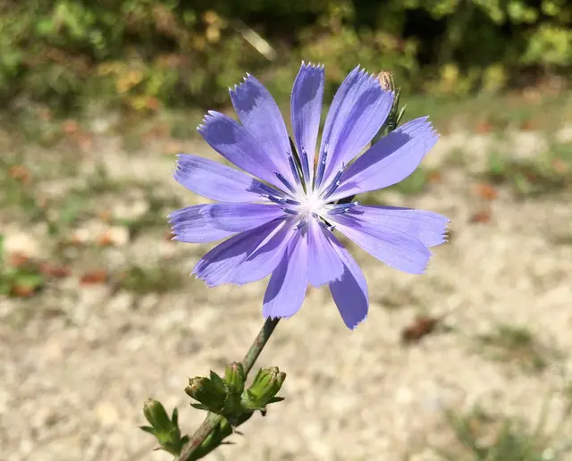 Die drahtige bis zu über 1 m hohe Wegwarte erkennt man an ihren schönen hellblauen Blüten.  | Foto: Michaela Hörl