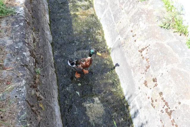 Enten im anliegenden Bach leisten ihm gelegentlich Gesellschaft. | Foto: meinbezirk.at/Alen Grabic