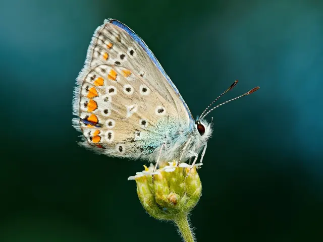 Foto: Klaus Cinibulk