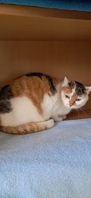 Anika und Minusch brauchen Zeit, Geduld und ein ruhiges Zuhause mit Freigang. | Foto: Tier