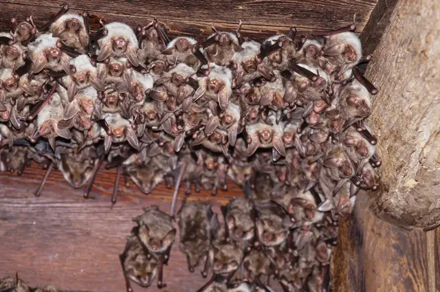 Am Dachboden des Schlosses Frein leben Fledermäuse. | Foto: Nußbaumer