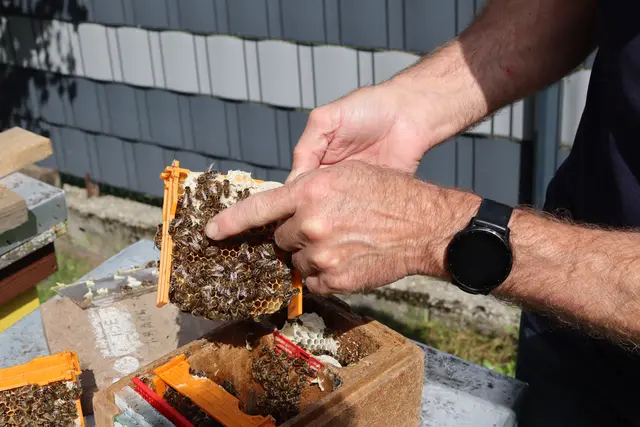 Der Imker zeigt auf eine Bienenkönigin. | Foto: meinbezirk.at/Alen Grabic