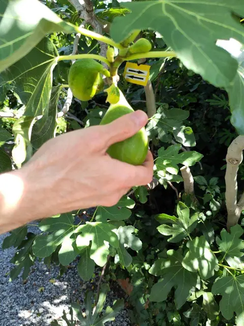 Die Haupterntezeit von Feigen ist im August.   | Foto: Elisabeth Posch