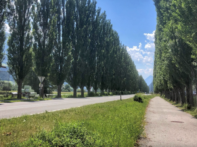 Die Pappelallee in Telfs. ©W. Kräutler