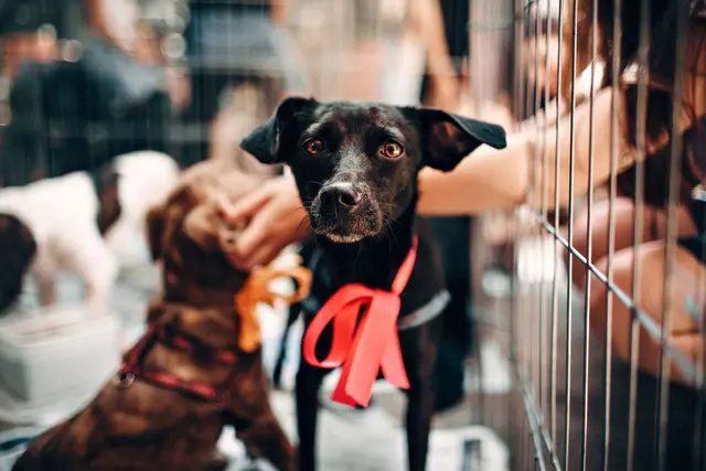 Tiere bereichern unser Leben – sie schenken Zuneigung, Freude und sind treue Begleiter.  | Foto: pexels / Helena Lopes