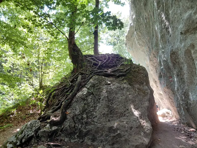 Der Baum klammert sich mit seinen Wurzeln auf den Felsen  | Foto: H.Bachinger