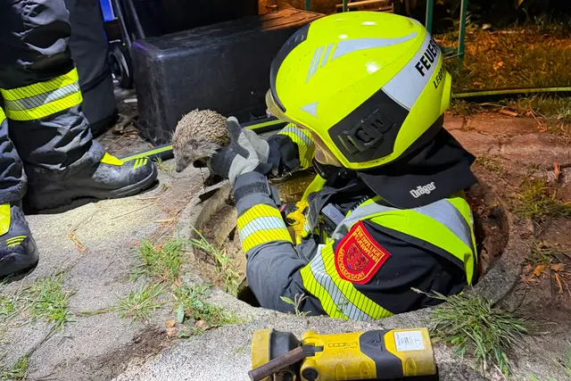 Der Igel wurde aus dem Abflussrohr gerettet. | Foto: Freiwillige Feuerwehr Leopoldsdorf