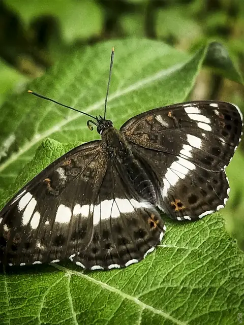 Der "Kleine Eisvogel" Falter
ein lieber Waldbewohner
Foto: Glaser 
