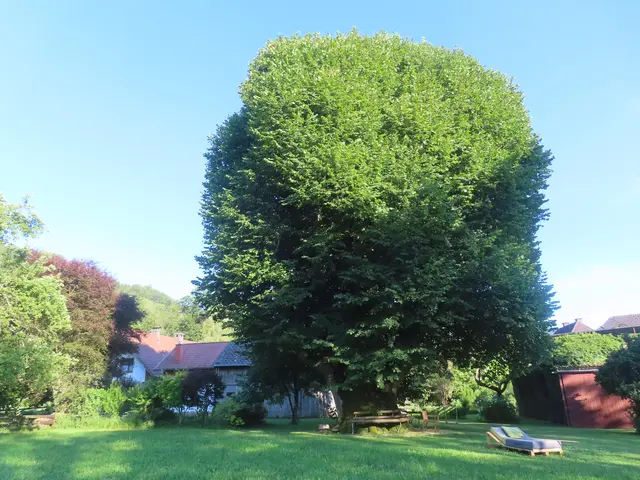 Uralte Linde im Garten von Familie Preuler unweit von Gresten | Foto: Rudolf Kößl