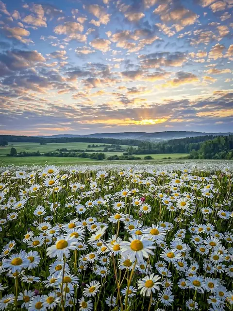 Morgenstimmung nach einer Gewitternacht
im Mühlviertler Hügelland.
Foto: Glaser 
